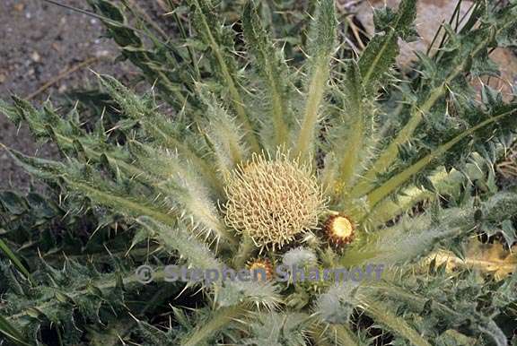 cirsium scariosum 1 graphic